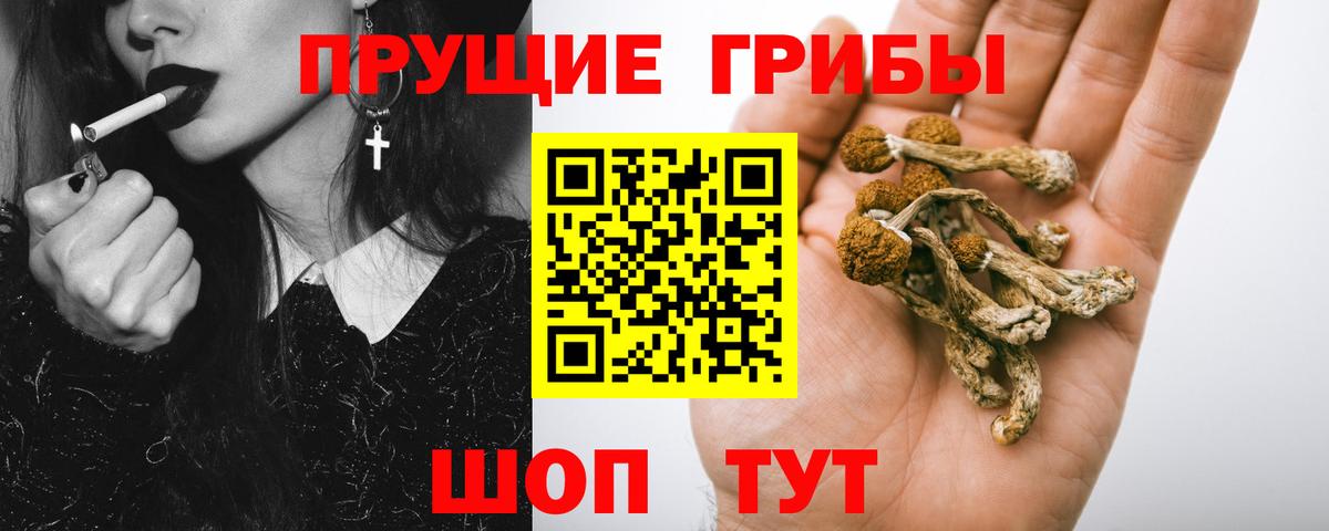 Псилоцибиновые грибы Psilocybe Усть-Илимск